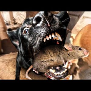 Mink & Dogs DESTROY Big Farm Rats!!