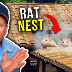You Wouldn't Believe Where We Found The Rats!